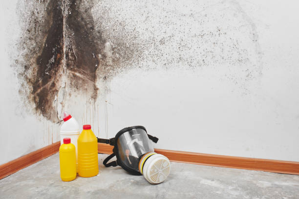 Best Commercial Mold Remediation in Hubbard, TX