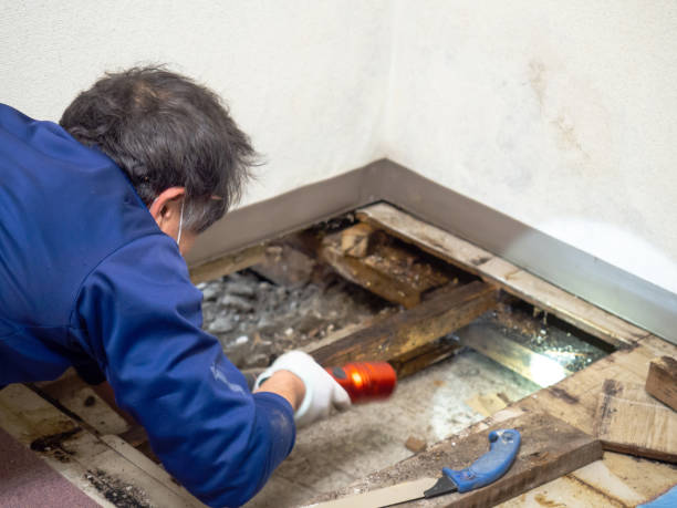 Best Mold Remediation for Schools in Hubbard, TX
