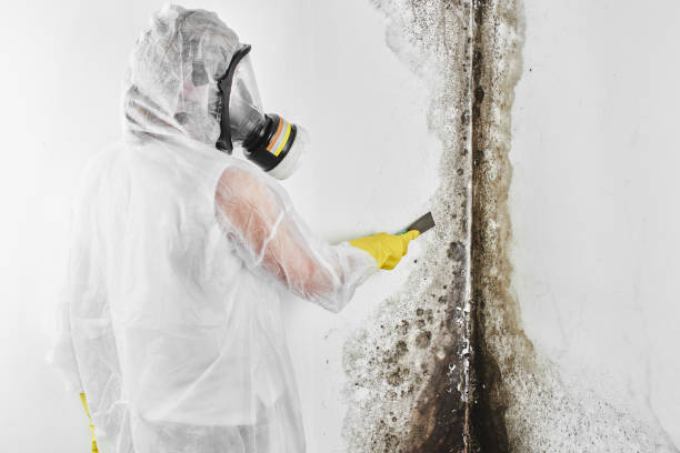 Best Mold Testing and Inspection Services in Hubbard, TX