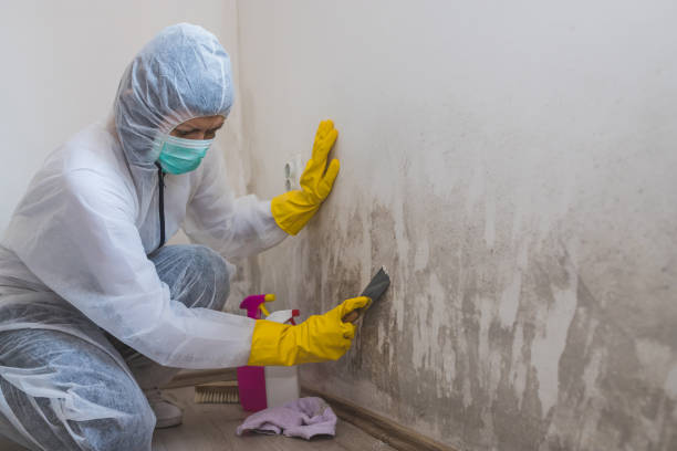 Best HVAC Mold Remediation in Hubbard, TX