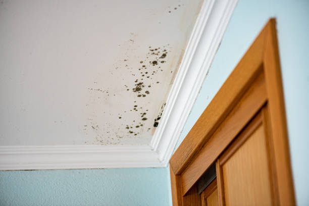 Trusted Hubbard, TX Mold Remediation Experts