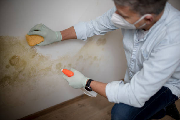 Best DIY Mold Remediation Support Services in Hubbard, TX