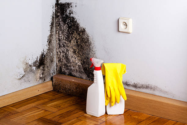 Best Health and Safety Mold Remediation in Hubbard, TX