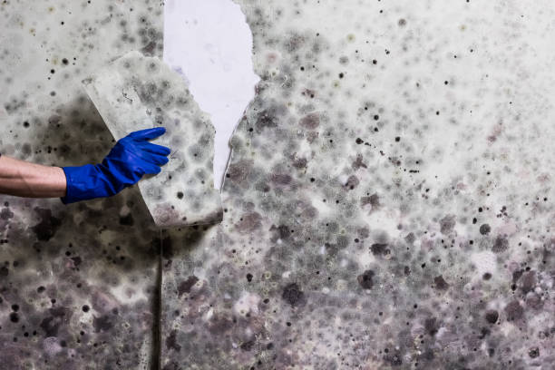 Best Mold Testing and Inspection Services in Hubbard, TX