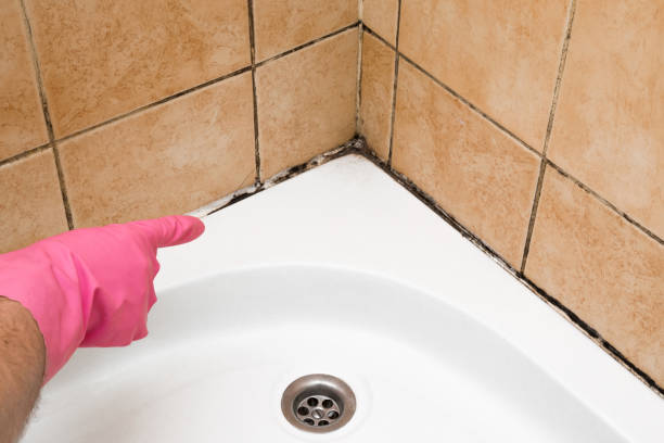 Best Emergency Mold Remediation in Hubbard, TX